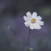 Cosmos