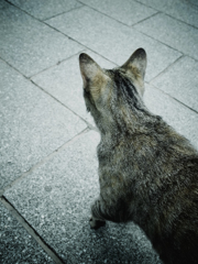 尾道で出会った猫  #05