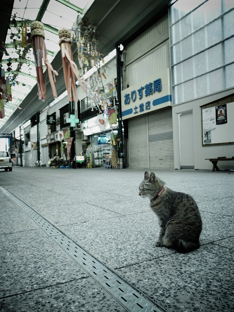 尾道で出会った猫  #01