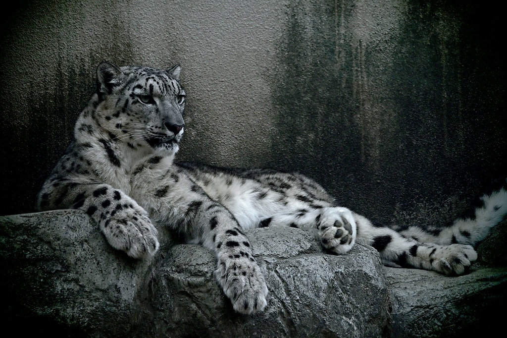 Snow Leopard