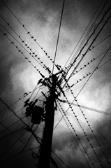 鳥