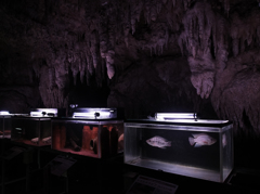 Dungeon　#15