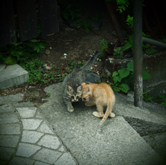 尾道で出会った猫  #06
