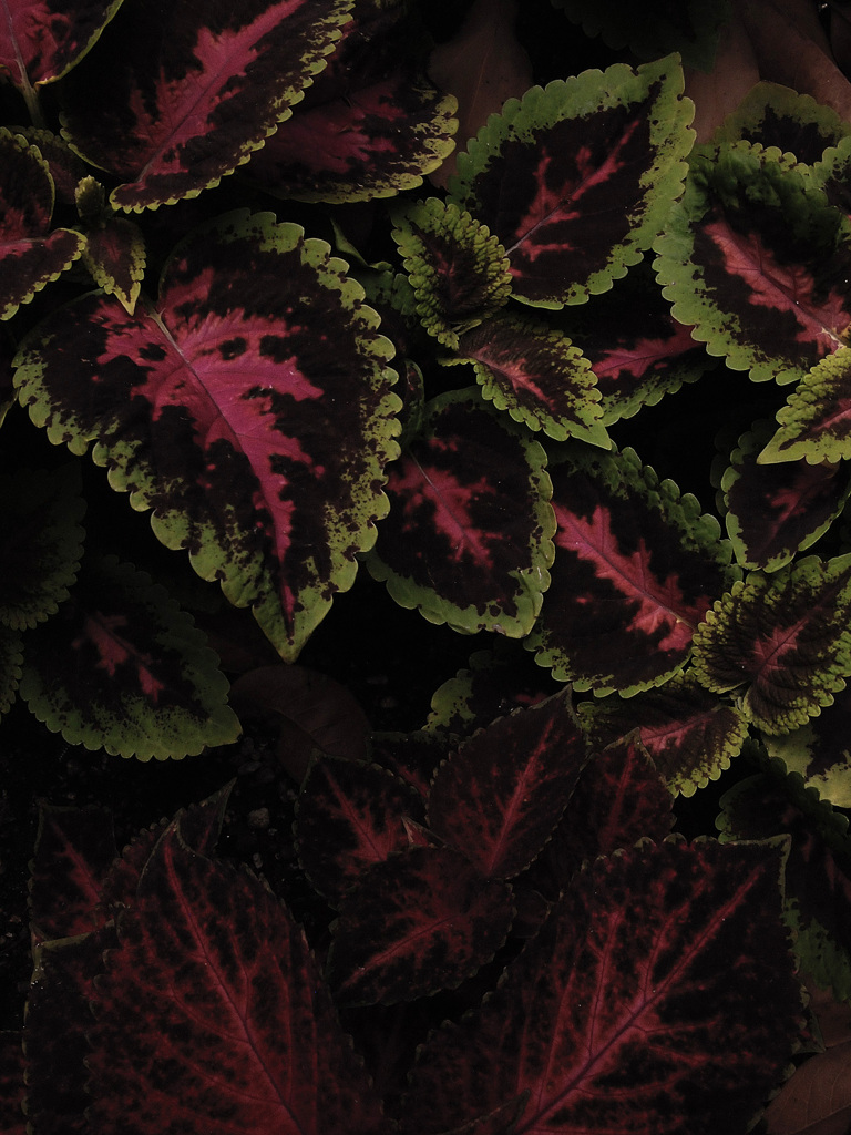 leaf