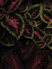leaf
