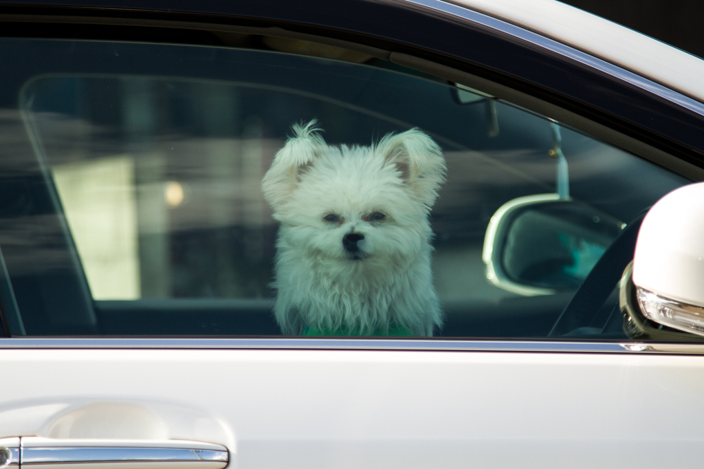 老犬のつぶやき