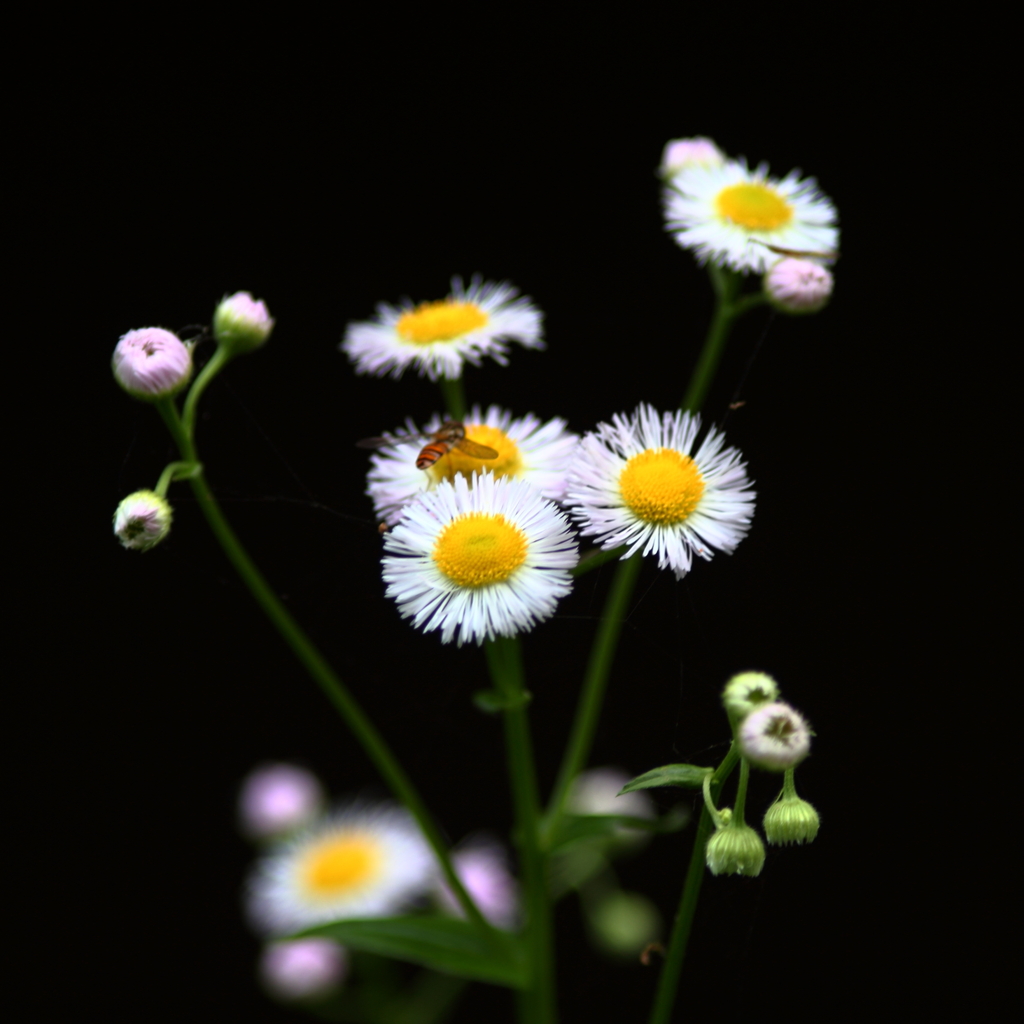 路傍の花