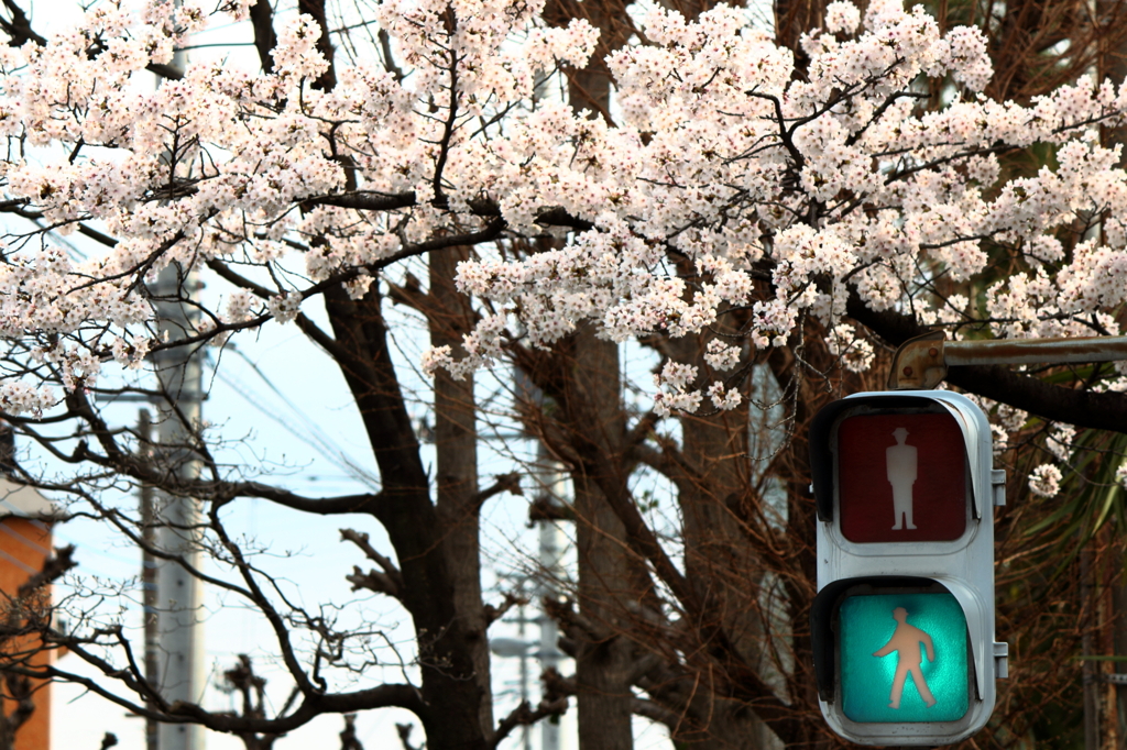 桜信号・・まだ青