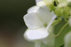 白い紫陽花２