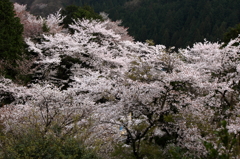 桜～城山