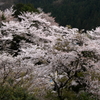 桜～城山