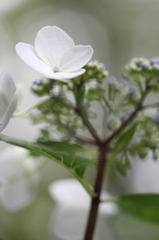 白い紫陽花