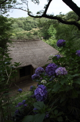 薬師池公園～紫陽花