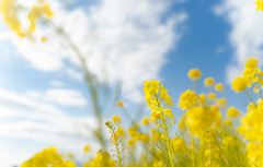 吾妻山・菜の花