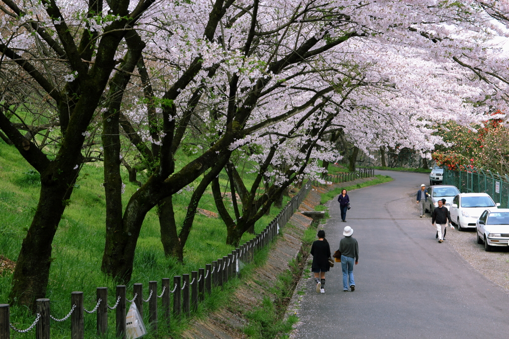緑の散歩道
