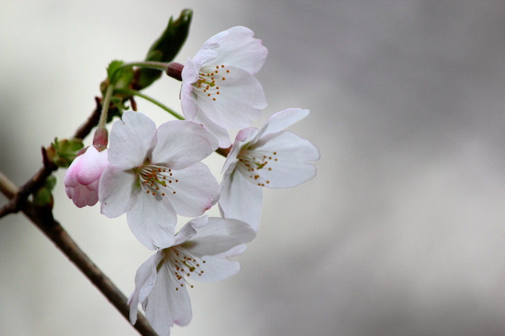 桜咲いた