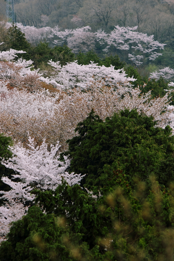 というわけで・・桜