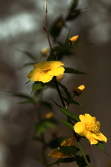 山吹