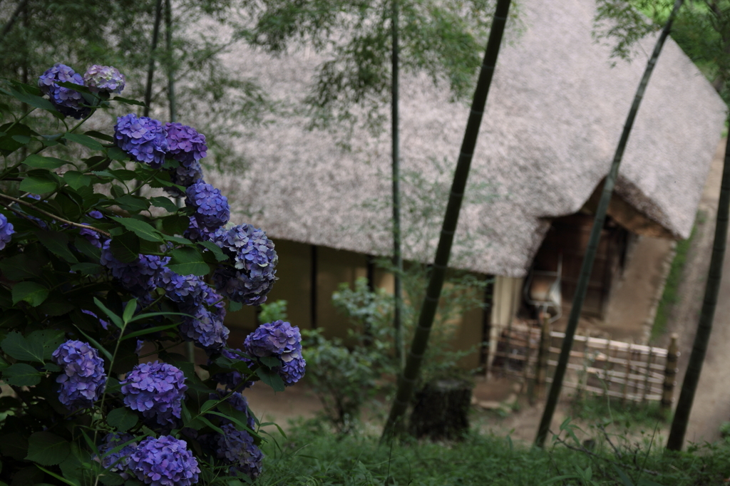 薬師池公園～紫陽花２
