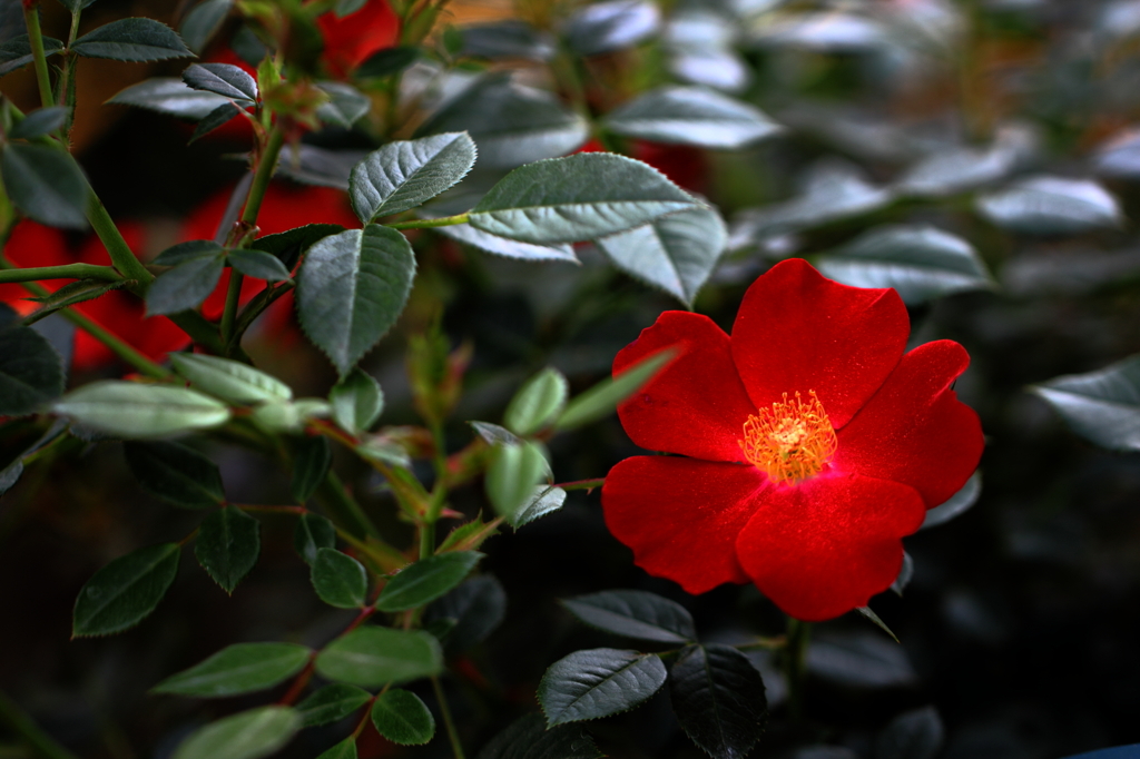 たぶん薔薇