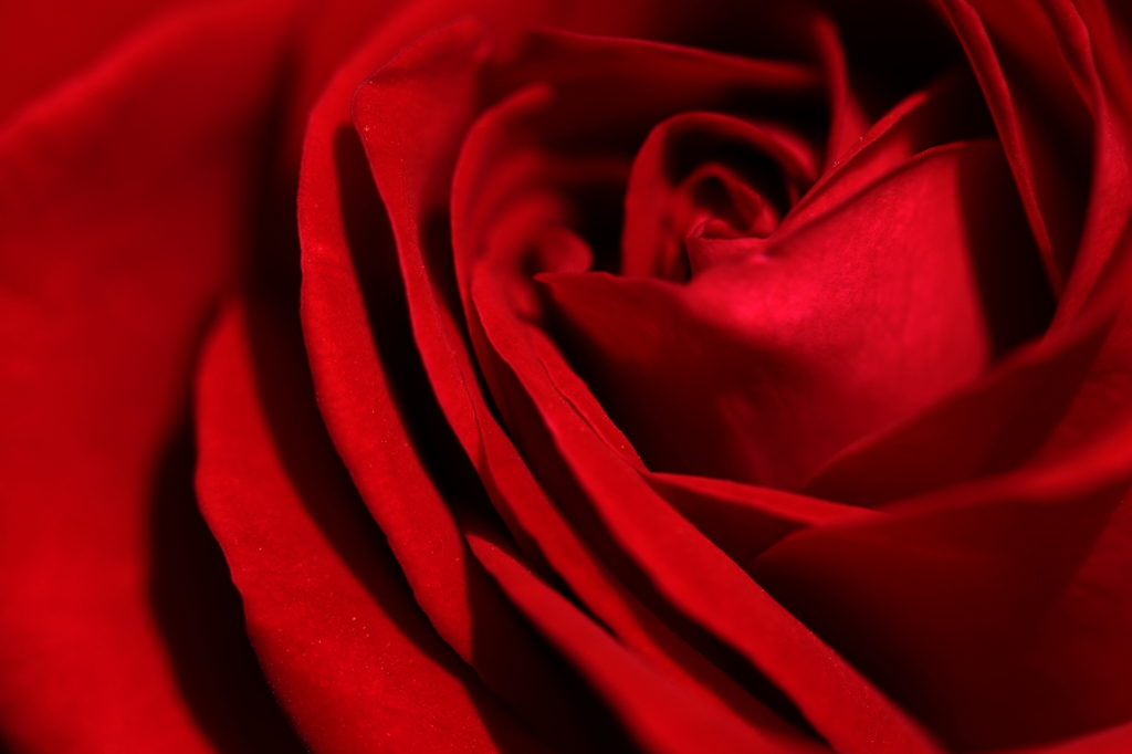 Bed of Roses