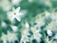 配送場の裏で去年も咲いていた植物