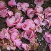 地面に咲く花