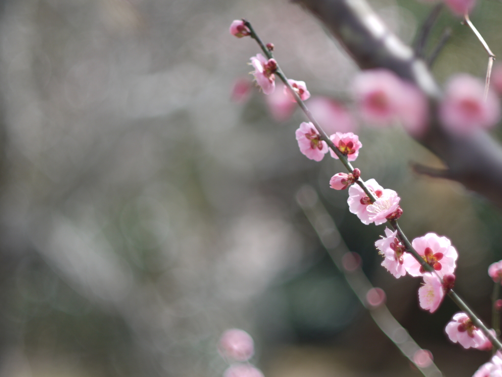 河津桜