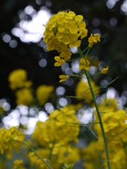 菜の花畑に～♪