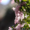 アセビの花2