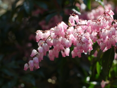 アセビの花1