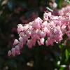 アセビの花1