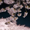 夜桜