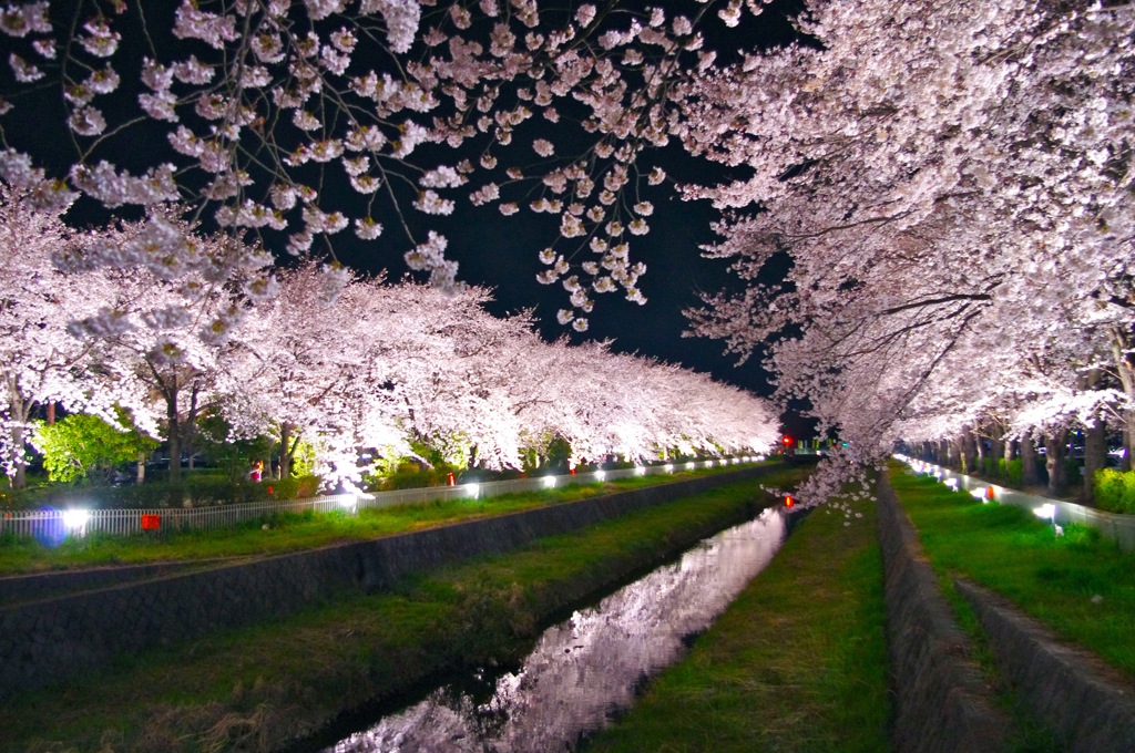 桜川