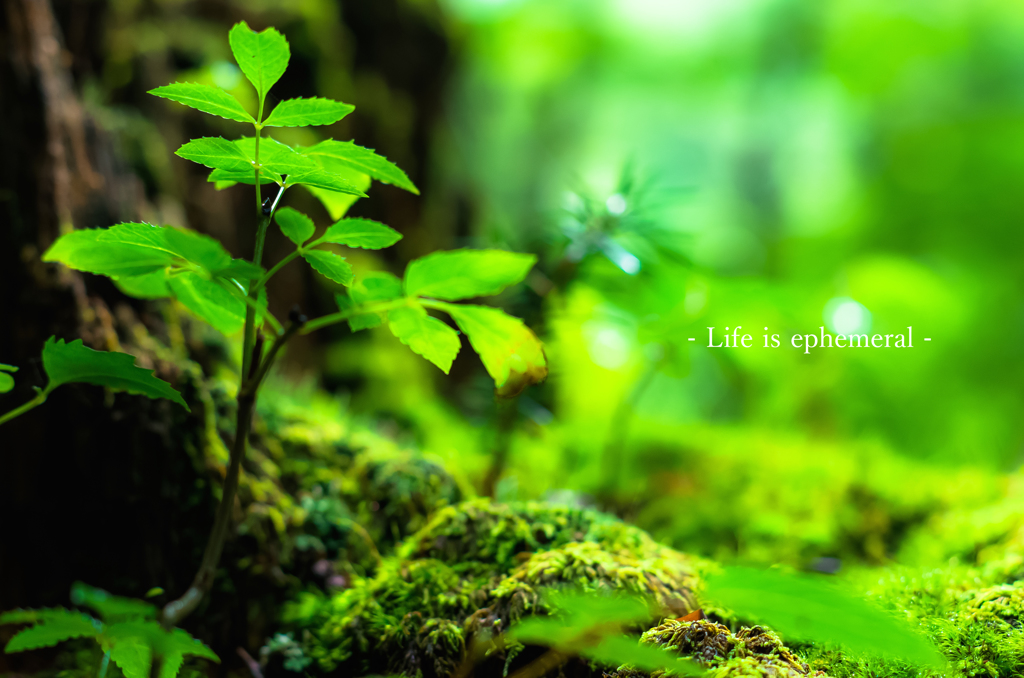 Life is ephemeral
