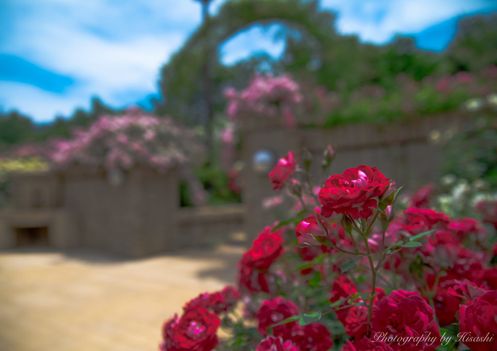 薔薇を添えて