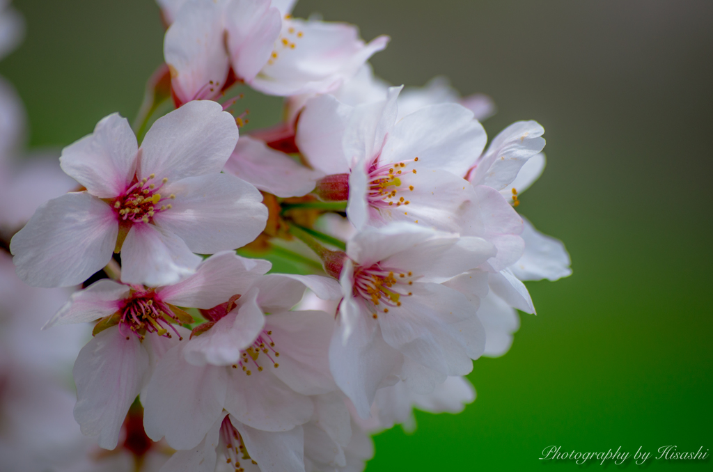 桜