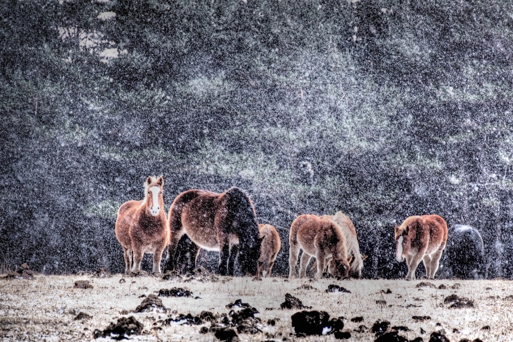 吹雪の寒立馬