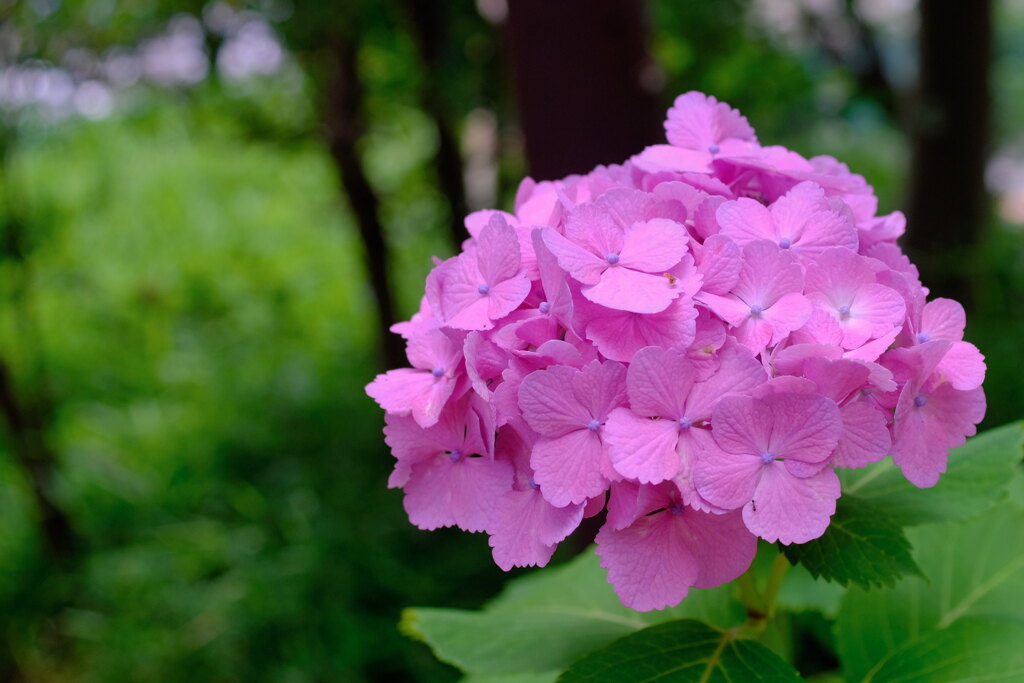 多摩川台公園１