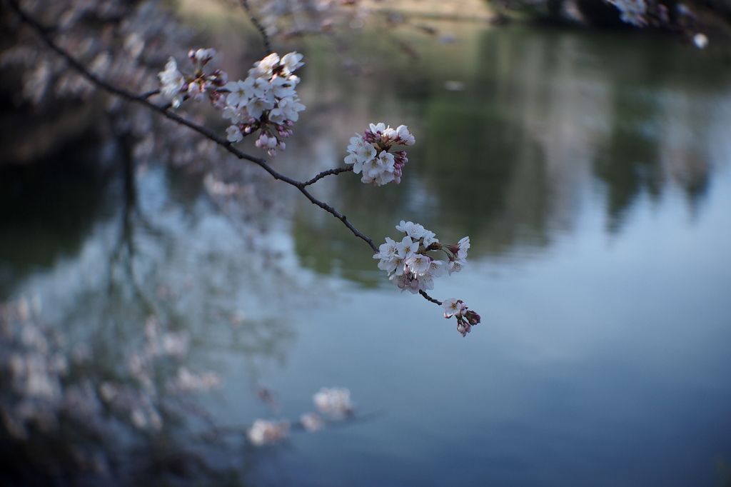 桜満開２