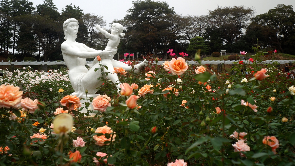  D.Zuiko 28mm/f3.5の描写・秋のバラ園にて①