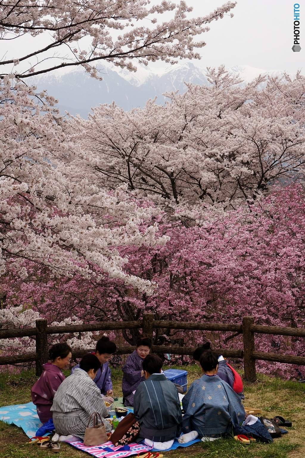 桜満開の宴会