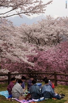 桜満開の宴会