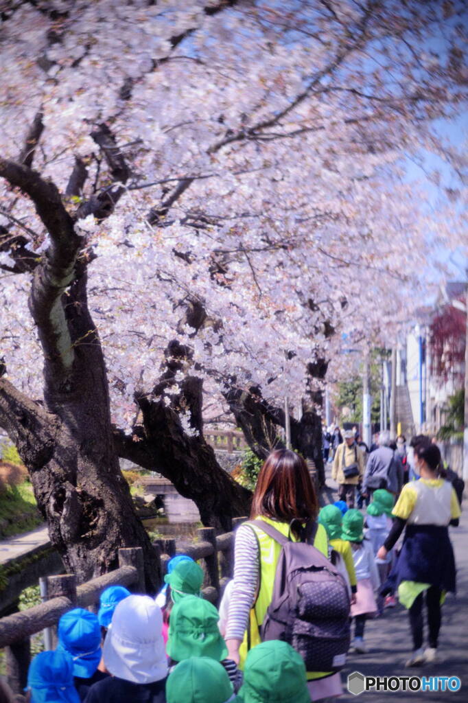 桜散歩１