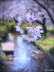 桜散歩２