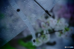 桜雨にカメラ散歩①