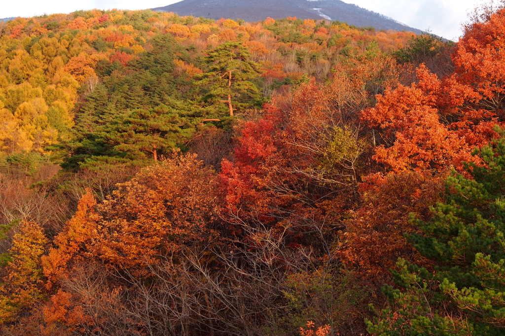 紅葉真っ盛り１