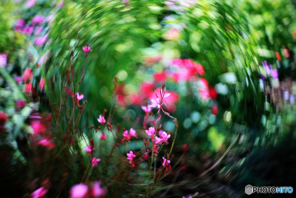 初夏の花園２