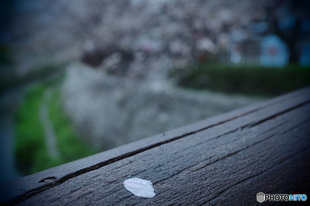 桜雨にカメラ散歩③