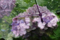 梅雨と紫陽花